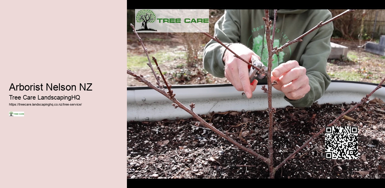 Arborist Tauranga